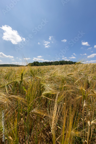 a field with rye against a sky with clouds