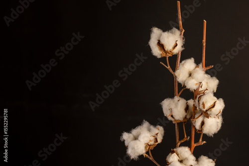 a flower of cotton on a dark background closeup, a branch of a cotton plant with a large number of white flowers