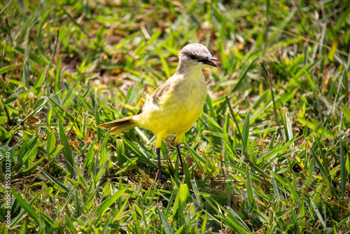  Suiriri-cavaleiro (Machetornis rixosa). Ave