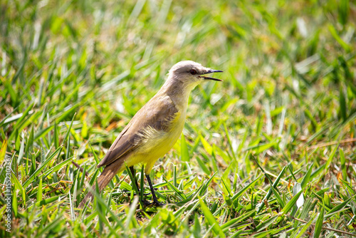  Suiriri-cavaleiro (Machetornis rixosa). Ave
