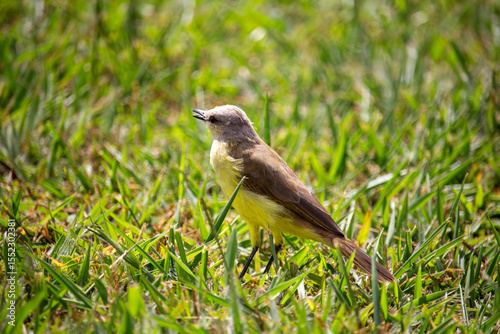  Suiriri-cavaleiro (Machetornis rixosa). Ave