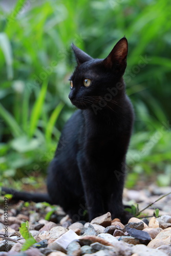 black cat with yellow eyes