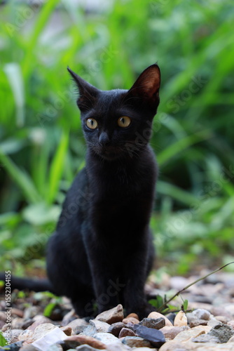 beautiful black cat with yellow eyes on the grass