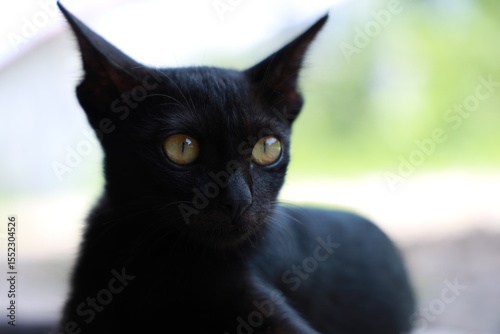 black cat with yellow eyes