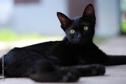 black cat with yellow eyes