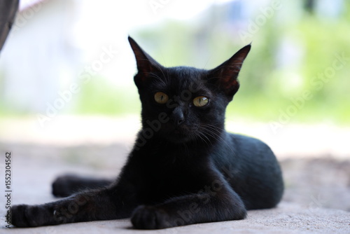 black cat with yellow eyes