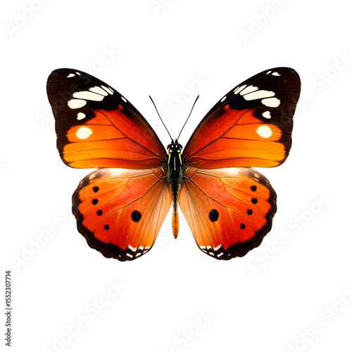 Monarch Butterfly with Open Wings on Transparent Background.
