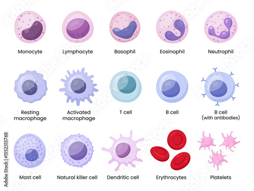 Vector illustration depicting human immune cells, including macrophages and mast cells, showcasing the biology of the immune system and monocyte types in immunology.