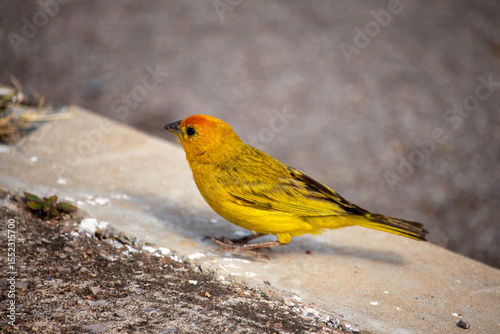 Canário-da-terra-verdadeiro ou canário-da-terra (Sicalis flaveola)	