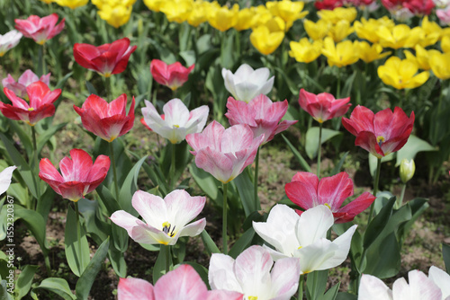 Field of blooming tulips under natural sunlight.
