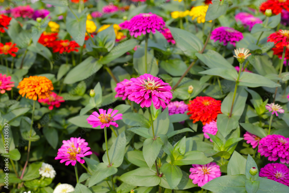 Colorful zinnias in full bloom Colorful zinnias in full bloom