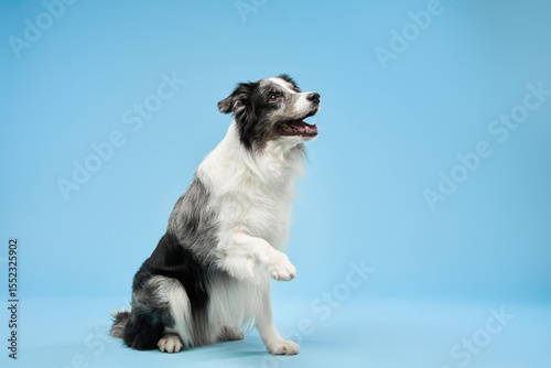 A Border Collie sits on a blue background while looking up excitedly, appearing to anticipate something above. The alert expression adds a dynamic feel.