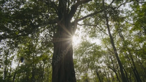 Sun light in the forest with big old tree
