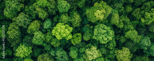 Vivid top-down aerial view of lush green forest canopy showcasing dense overlapping treetops with diverse shades of green, textured foliage, sunlight filtering through leaves, natural