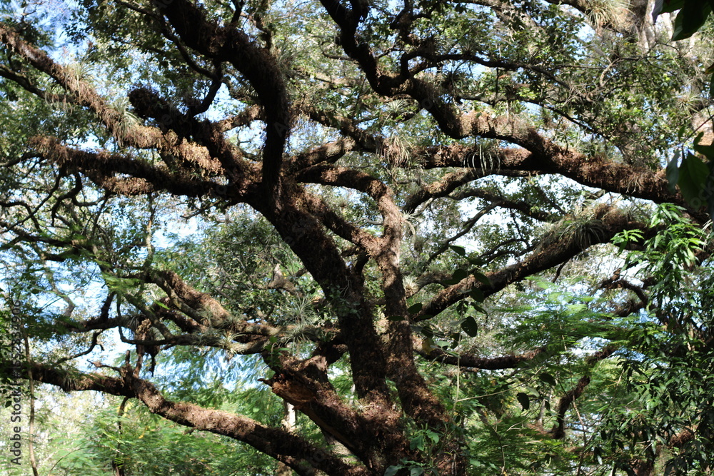 Fototapeta premium old oak tree