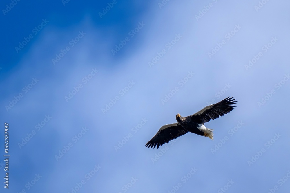 Fototapeta premium 青空バックに颯爽と頭上を飛ぶオオワシ