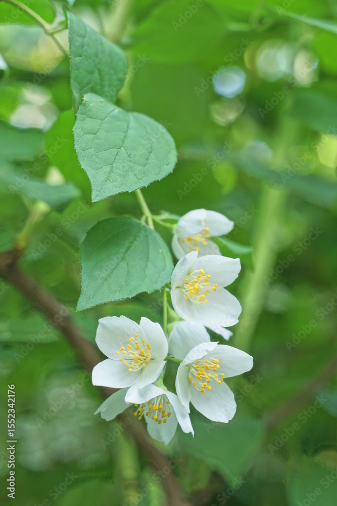 Fototapeta premium White flowers on the green branches of the jasmine bush in nature in the summer garden