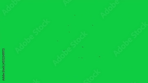 Mosquito FX Pack – 4 Green Screen Animations – Actor Overlay, Fullscreen Swarm, Side Entry, Camera Attack – Insect VFX Elements