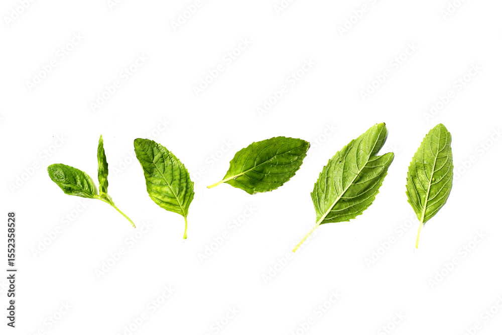 Obraz premium Holy basil leaves on white background.