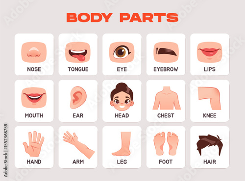 Human body flashcards for kids. Educational materials for preschoolers with different parts of body and face. Flashcards for primary school. Flat vector illustration collection isolated on background