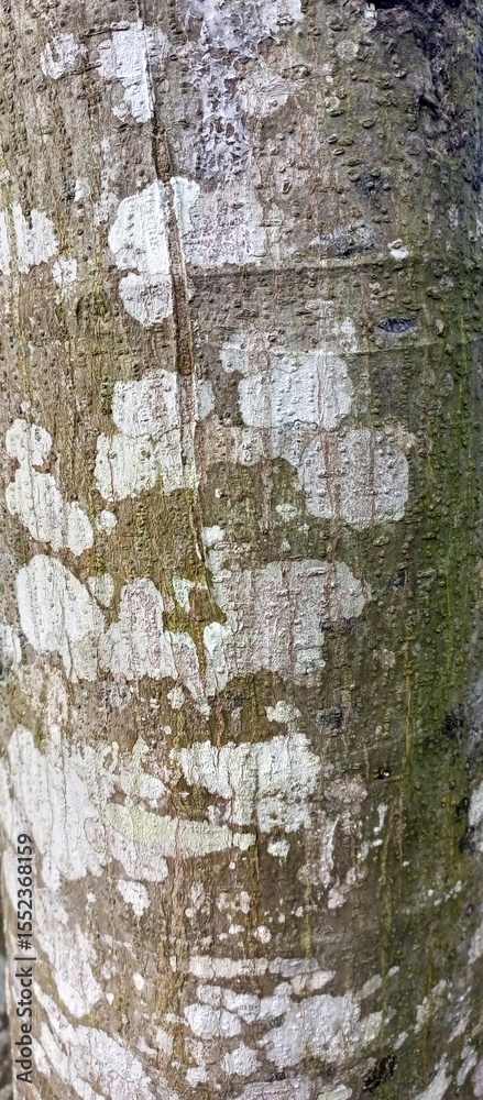 Obraz premium Textured Tree Bark with Lichen and Moss Patches
