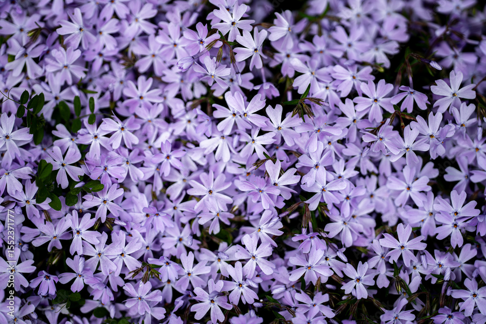 Fototapeta premium Pink and violet flowers background. Blossom backdrop. Natural bloom flowers background. Blossom spring flowers banner. Spring blooming template. Flowers texture for spring design. Flower wallpaper.
