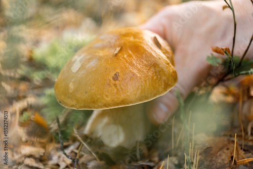 Butter mushrooms.Hand Harvesting Edible Mushroom in Forest. Edible forest mushrooms. Hand picks a large butter mushroom 