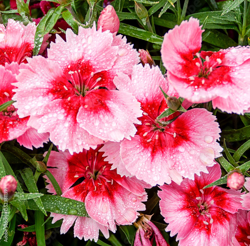 beautiful flowers with dew drops