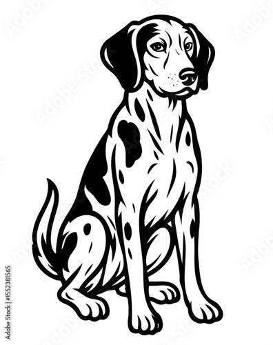 Black and white illustration of a Russian Piebald Hound.
