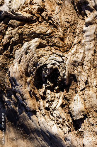 Close up of a tree stump