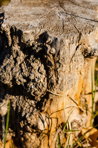 Close up of a tree stump