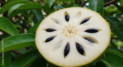 Close-Up of Freshly Sliced Fruit with Unique Seed Structure Surrounded by Green Leaves in Natural Setting, Perfect for Food Photography and Botanical Studies