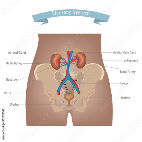 Human Urinary System Diagram with Labeled Organs Including Kidneys, Bladder, Urethra, Ureters, and Blood Vessels.
