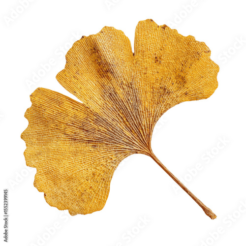 Dried Ginkgo Biloba Leaf, Autumnal Golden Hues,