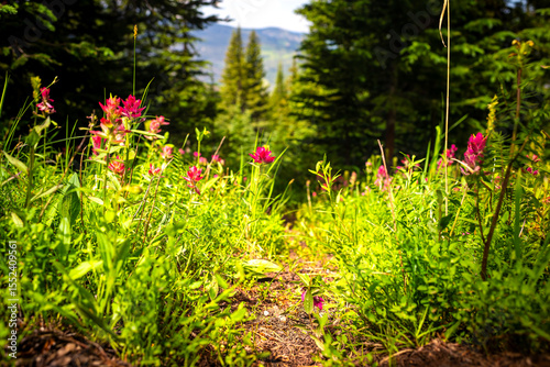 Paintbrush pink wildflowers flower plants in Colorado closeup at Top of Vail Tour Ridge route hiking trail path in summer footpath