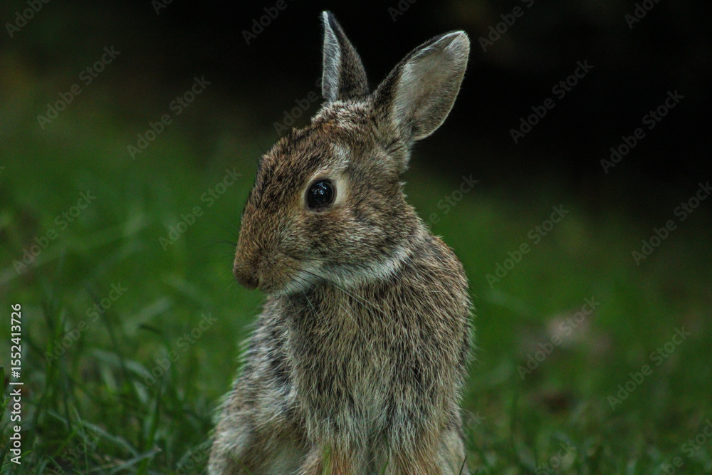 Fototapeta premium Shy bunny on a summer day