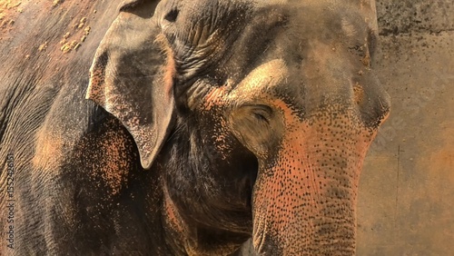 Canvas Print A mesmerizing closeup of an Asian elephant highlighting its distinctive features