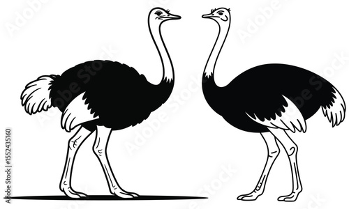 ostrich vector illustration