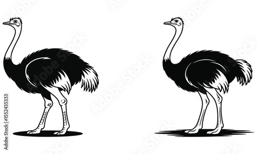 ostrich vector illustration