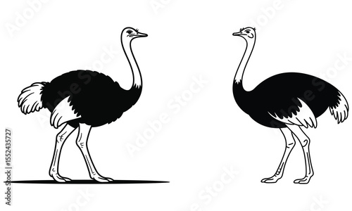 ostrich vector illustration
