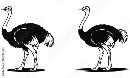 ostrich vector illustration