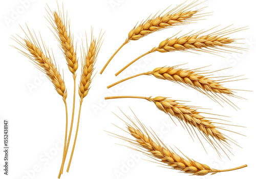 Illustration Wheat Stalks Isolated Golden Grain Harvest Agriculture