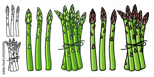 Asparagus, Asparagus officinalis, Monoline Vector Hand-Drawn Illustration Isolated Set