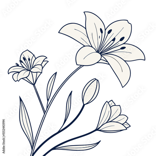 Elegant line drawing of cream colored lilies with dark blue outlines
