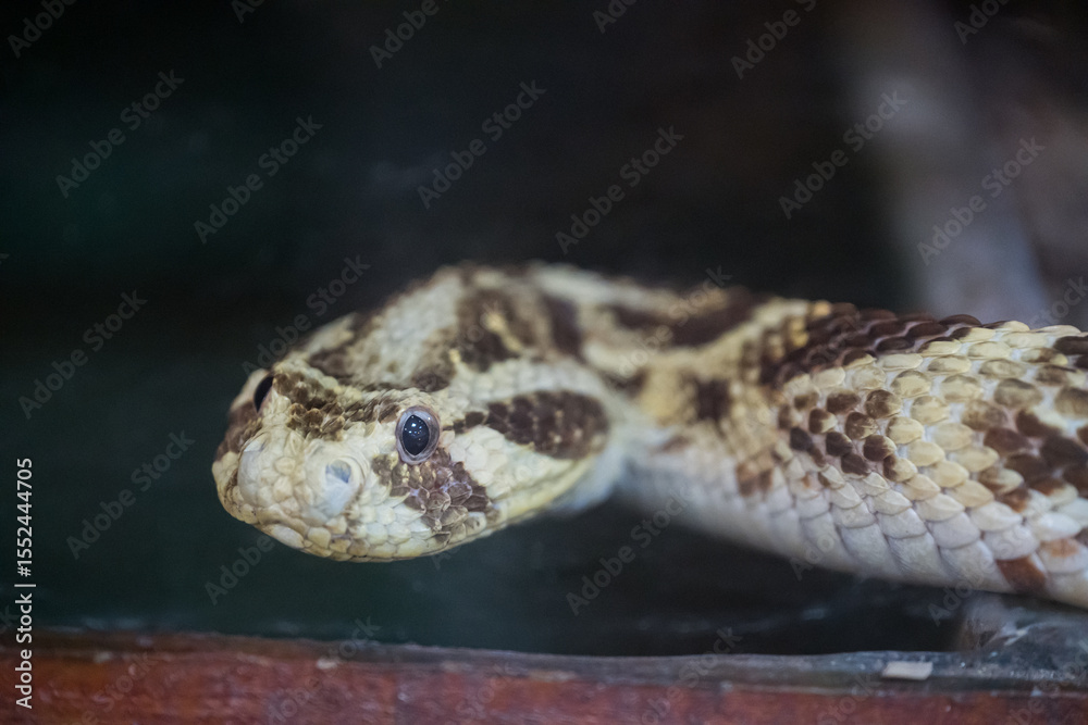 Obraz premium The puff adder (Bitis arietans) is a highly venomous viper species found in savannahs and grasslands from Morocco and western Arabia throughout Africa except for the Sahara and rainforest regions.
