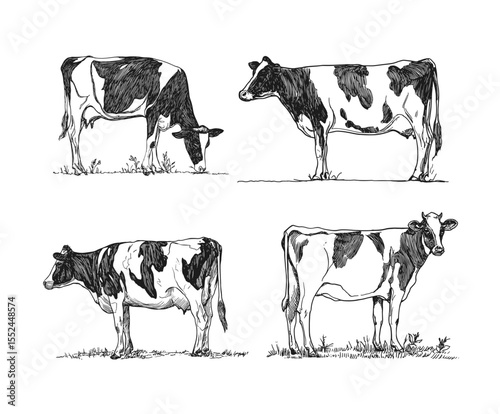 Realistic vector illustration of dairy cows, showcasing detailed line art and farm scenes. Perfect for agricultural themes, product packaging, or farm-to-table concepts.