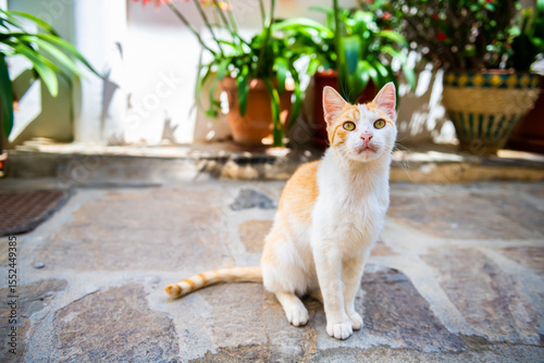 Stray orange cat one feral kitty sitting on street sidewalk looking cute by plants garden in Agios Kirykos, Ikaria Greece Greek island