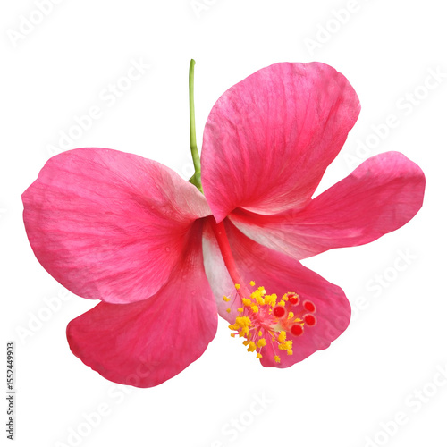 Wallpaper Mural pink hibiscus flower isolated on white background Torontodigital.ca