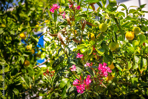 Oleander purple flowers and yellow lemons ripening on tree in blue zone garden of Agios Kirykos, Ikaria Greece Greek island
