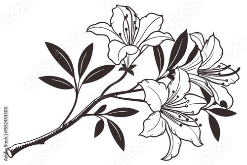 Azalea Vector Silhouette, Azalea flower silhouette clipart isolated on a white background